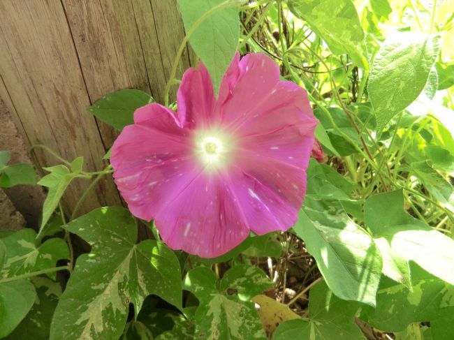 やっと一輪の朝顔が・・・行ってらっしゃいと咲いてくれました・・・