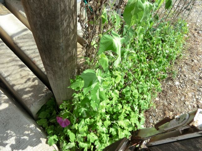 今回も慌しく旅の準備をしましたが・・・宿は・・・アゴダと・ユースホステルで5泊を手配しました・・。<br /><br />ユースホステルは・国内と違い、都会の真ん中にもあります・・・でも行ってからのお楽しみです・・・<br /><br />相部屋で2500円くらいです・・・ユーロ安なので助かります・・・<br /><br />アゴダは約5000円強の宿です・・・<br /><br />レールヨーロッパ2ヶ月パス15万円、エアー15万円、宿60日×5千円＝30万円　食事60日×5千円＝30万円　その他10万円　計100万円<br /><br />この様な計画で出かけます・・・　　それでは・・・又現地で・・・