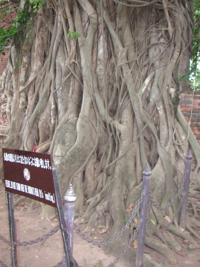 木の根にうまった仏像の頭。<br /><br />ここの遺跡はアンコールワット様式も含めて、いろんな様式の遺跡が集合している場所。<br /><br />アユタヤ、ツアーで遺跡いっぱい回ったけど、ここ＋αくらいで十分かな。笑