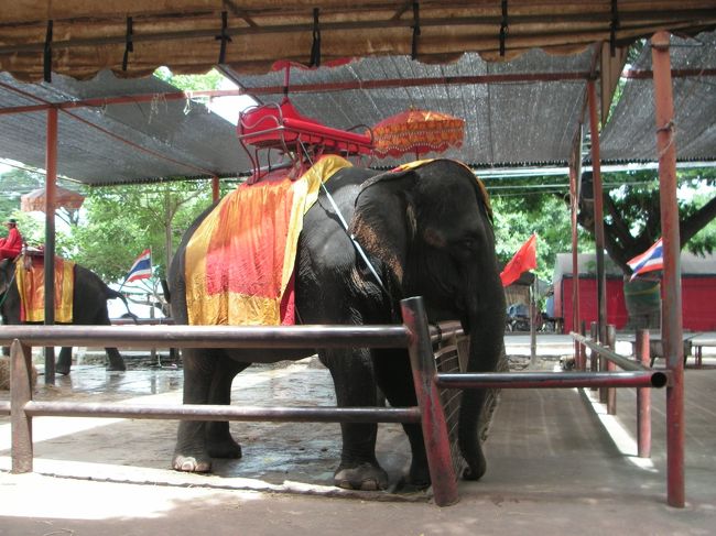 象乗り体験（有料）<br /><br />私はほかで乗ったことがあるからパス。<br /><br />ツアー代金にくらべて高いんだもん。<br /><br />休憩中の象は鎖でつながれていてほとんど動けない状態。<br />かわいそうだった。。。