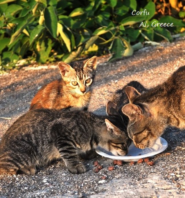 近くには猫の親子もいて、誰かがごはんをあげてました。