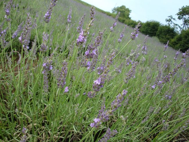 次に到着したのは、阿蘇ファームランド！<br /><br />約１時間の自由時間。。<br /><br />皆さん、ドアが開いて直ぐに猛ダッシューーーー<br />トイレ渋滞が起きていた。。。。<br /><br />皆を横目に、一番駐車場から遠いトイレに行くとガラ空き。。<br /><br />ここでは、買い物だけなんだけど、今回のツアーバスの客ばかりが多くて、レジに長蛇の列。。。。<br /><br />買い物したいけど、この列に並びたくない・・・・状態。。<br /><br />どうにか少し減った所のレジに並び、買い物して、バスへ。。。<br />と、夕立ちで土砂降り。。。<br /><br />折りたたみの兼用傘を持っていたので、濡れずにバスへ戻る。。。<br /><br />時間になっても、戻らない人が居て、２０分くらい待つ羽目に・・・<br />団体行動、時間厳守だよね！！<br /><br />やっと、人数揃って、出発！<br /><br />途中、トイレ休憩で、三愛に立ち寄り、本日最後の観光地へ到着。。