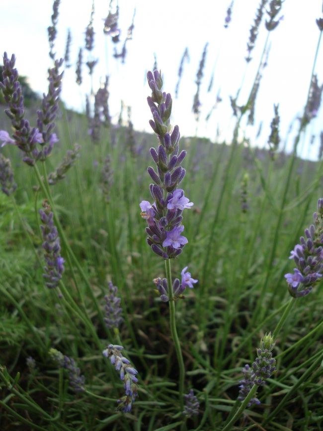 九重ラベンダー園<br /><br />ここでも、無料ぜんざいの券を頂き、バスから降りると、直ぐに、ぜんざいを頂きに行く。。<br />冷やしぜんざいで、とても美味しく頂く<br /><br />丁度、今日と明日は、九重ラベンダーフェステバルが開催されているらしく、ぜんざいも、２日間無料で配っているらしい<br /><br />トランペットをずっと吹いているおじさんも居た。。