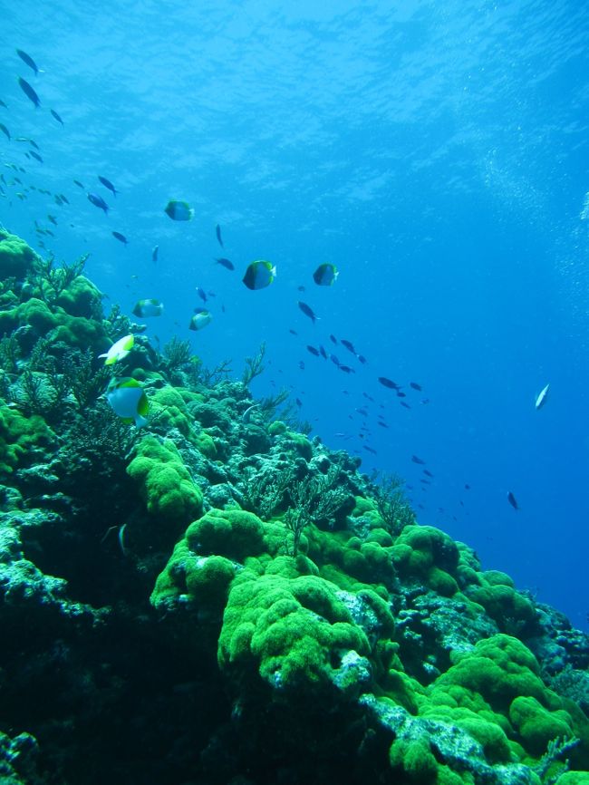 このコケみたいな緑色はスターポリプ。<br />慶良間では見られない。