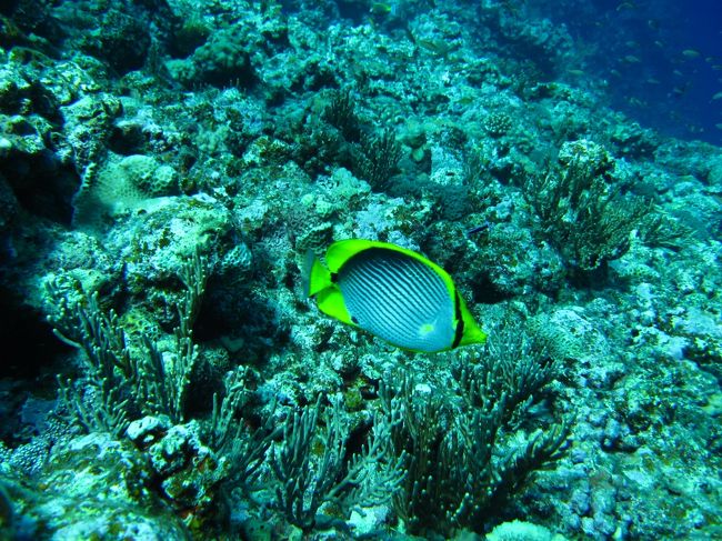 チョウチョウウオの仲間<br /><br />スポットテールバタフライフィッシュに似ているけど多分違う。<br />何チョウチョウウオなのか、、、