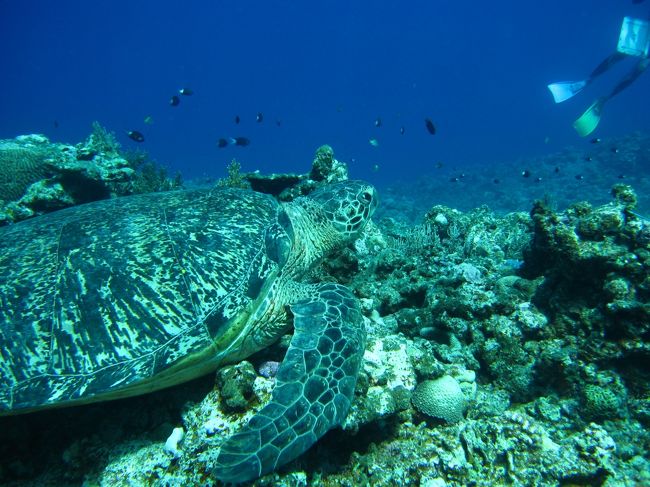 反対側に回った時に、ゆっくりと泳ぎ始めました。