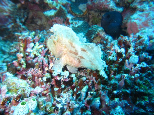 ハダカハオコゼ