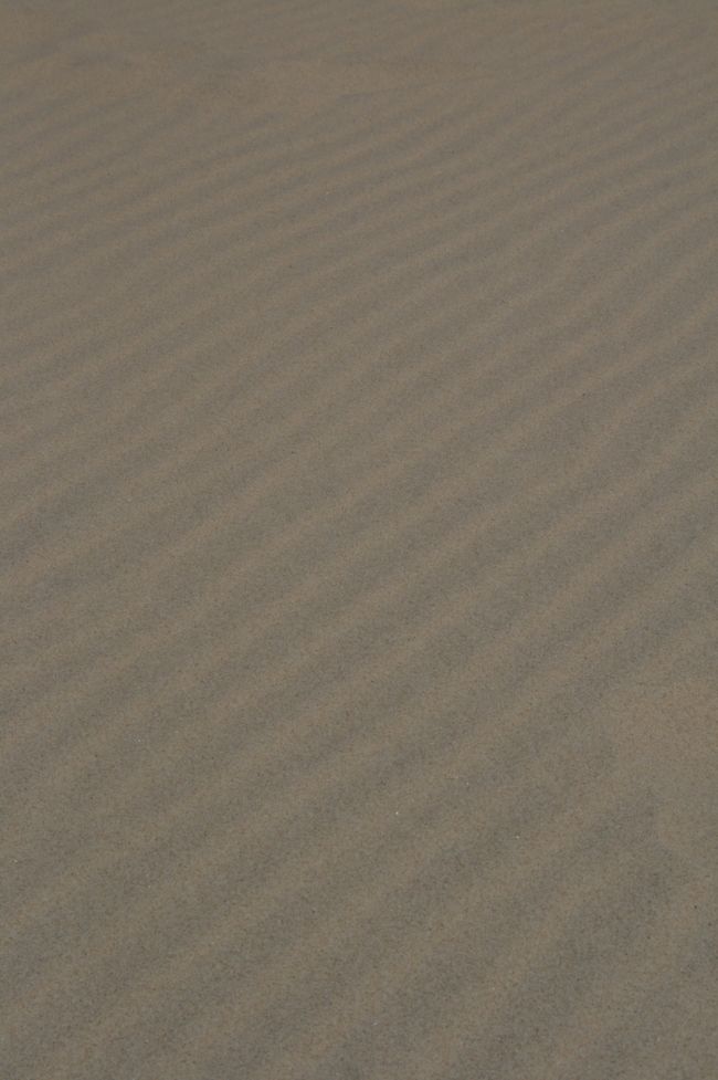 風が強いから砂が綺麗に波打っていました。