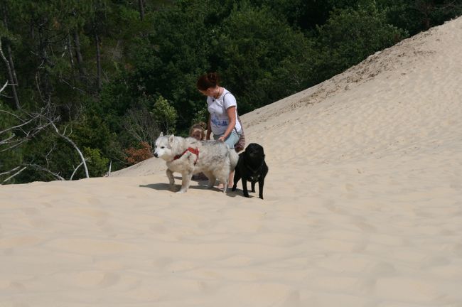 下りる途中ワンちゃんたちに出くわしました^^