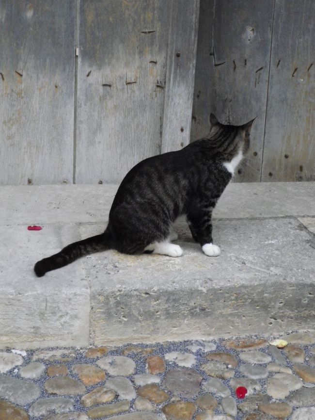 猫もドアの外からミサに参加中のようです^^