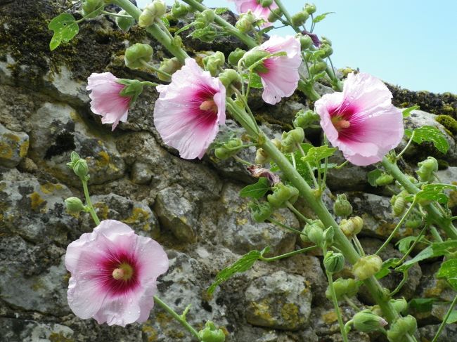 雨の滴る綺麗なお花