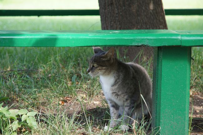 ノヴォデヴィッチ寺院に居てる猫です。<br />エリツィンの墓を探したのですが、見つかりませんでした･･･。<br />5時に閉まるので早めに行った方がいいかも。駅から遠かったです。