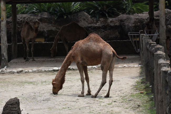 台湾で観光 バードウォッチング 11 3 台北動物園編 1 台北 台湾 の旅行記 ブログ By 潮来メジロさん フォートラベル 台湾で観光 バードウォッチング 11 3 台北動物園編 1 台北 台湾 の旅行記 ブログ By 潮来メジロさん フォートラベル