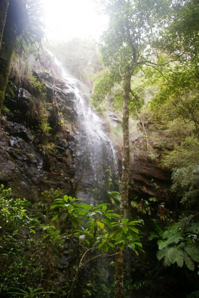 『スプリングブルック国立公園エコツアー』クイーンズランド州(オーストラリア)の旅行記・ブログ by アルプ・グリュムさん【フォートラベル】