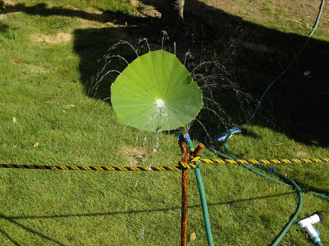 こちらは、蓮のシャワー。