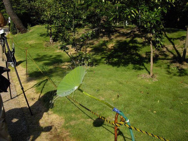 蓮のシャワーを横から。ホースを蓮の茎につないでいるだけで、立派なシャワーが完成してます。