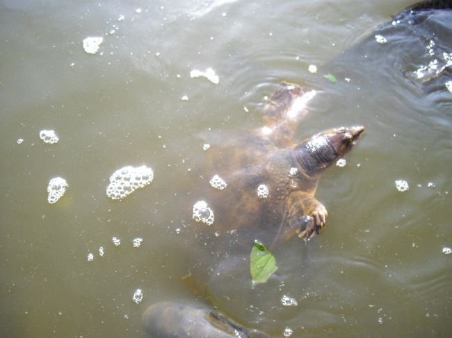 これは”すっぽん？”鯉と亀と一緒におふのえさを取り合っています。