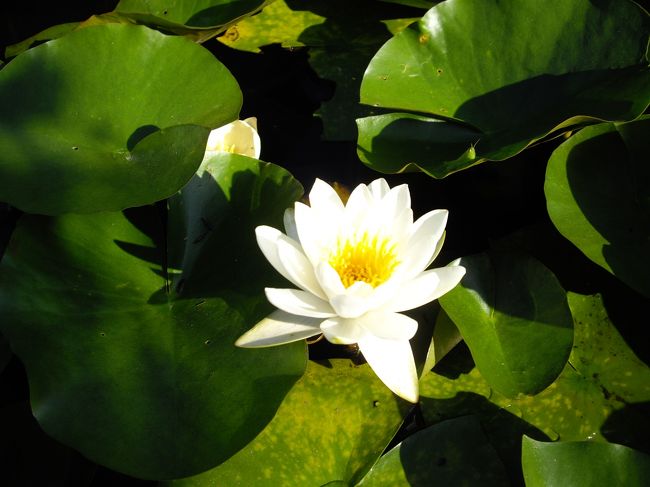 睡蓮も咲いています。 