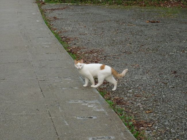 ねっ、にゃんこ！