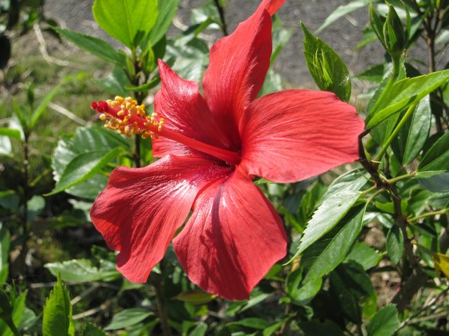 沖縄！！って感じですね。