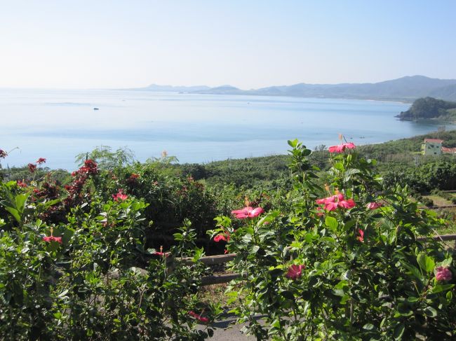 展望台の周りには、沖縄らしくハイビスカスが植えてあります。