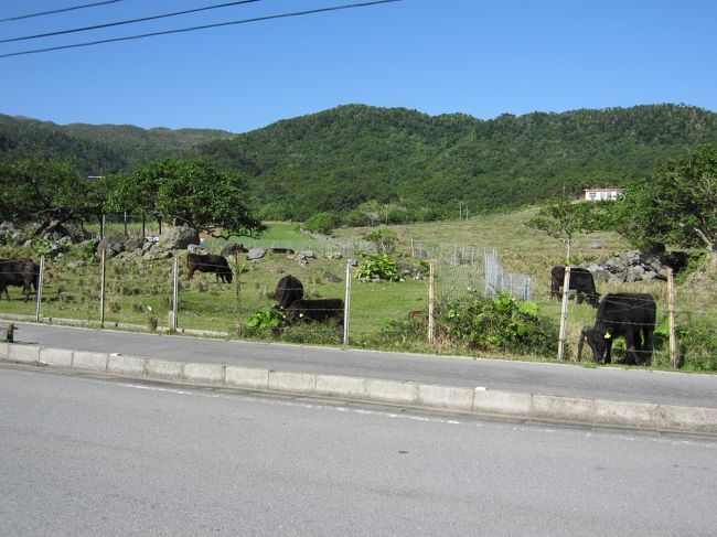 思えば、初日に食べました。<br />ごちそうさま。
