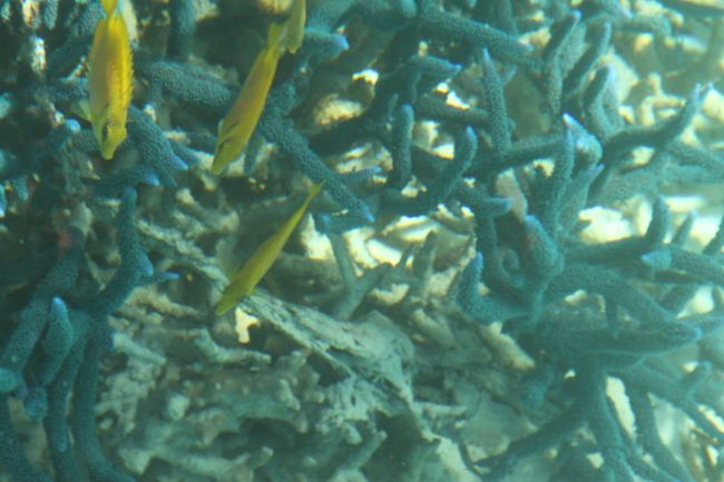 珊瑚の中をよーく見てみると…<br /><br />こんな魚が隠れています。