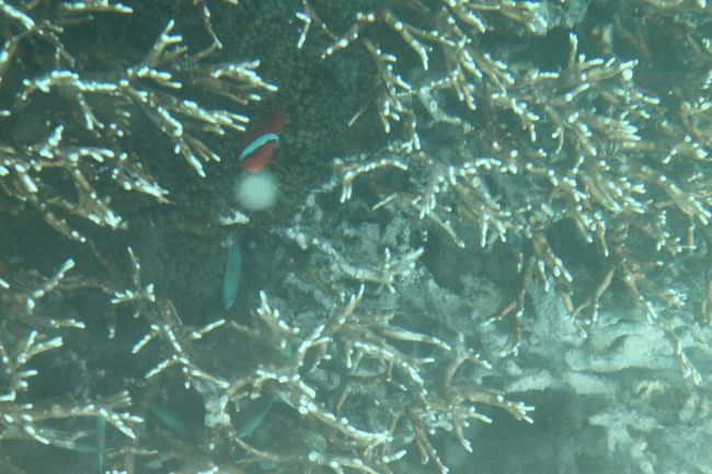 ニモもファインディングしました。<br /><br />しかし、すでに死骸となった珊瑚も沢山ありました。<br />温暖化の影響だそうです。<br />地球温暖化は、こんな暖かい地方の自然環境にまで影響しているのですね。
