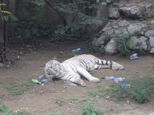 ホワイトタイガーもいたんですが、起こそうとしてみんながゴミを投げつけたり、大声を出したりしていて、ほんとうにかわいそうでした。<br />身勝手で野蛮で、中国人のちょっと嫌な面を見てしまったという感じ、、、<br />今回の旅で唯一にして最大の残念な出来事でした。