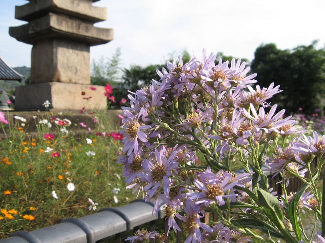 良い仏さまを見られたわ〜<br /><br />と満足して宝蔵堂から出てきた私たちの目に薄紫の紫苑が輝いて見えました。<br />秋らしいお花・・・