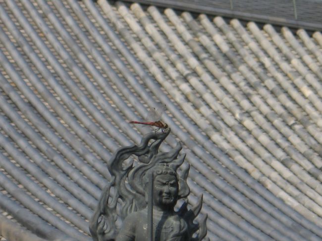 境内の岩の上に立つ不動明王の頭の上にトンボが止まっていました。<br />長閑な秋の境内です。<br />本堂の滑り台のような屋根瓦もシャープだ!<br /><br />孝謙さんのお顔も満足そうでした・・・案内した者としては一安心。<br />・・・でも孝謙さんと若い頃、般若寺に来なかったっけ?<br />平重衡の東大寺、南都焼き討ちの話ししたよね?<br /><br />奈良時代のことと古代朝鮮のことはよく覚えているのに平安時代〜昭和時代のことはすっかり忘れている孝謙さんでした。