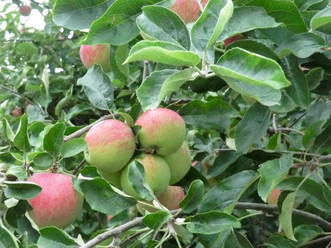 食後はフルーツ・・・