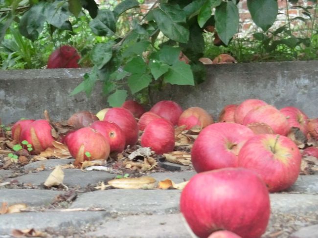 熟れすぎは落ちています・・・