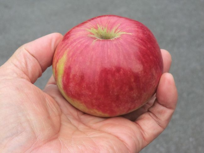 一個頂き・・・