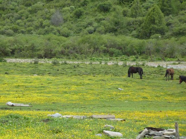 ベースキャンプは花畑の中とも言える。<br /><br />http://blog.livedoor.jp/qz2010il/archives/1352981.html<br />