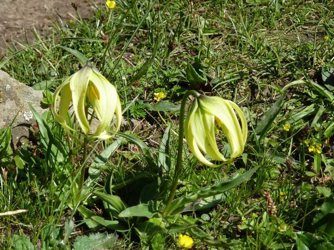 ベースキャンプの近辺で高度順応のハイキング。<br /><br />http://blog.livedoor.jp/qz2010il/archives/1352987.html<br />