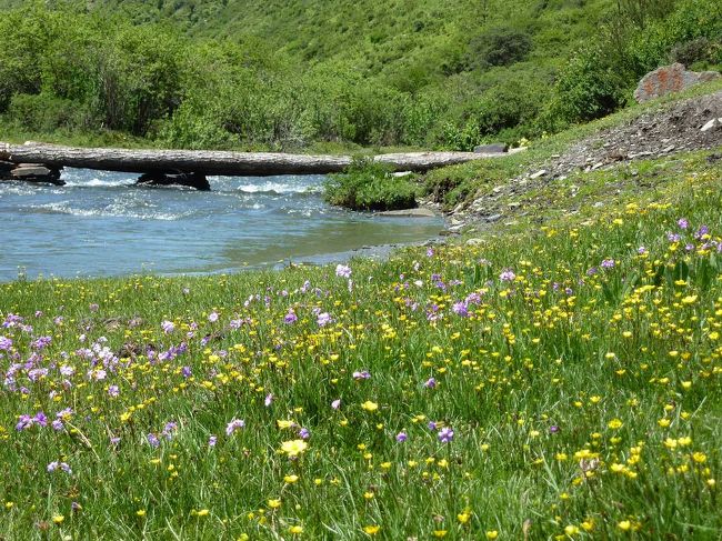 ベースキャンプの近辺で高度順応のハイキング。<br /><br />花の中で昼食。<br /><br />http://blog.livedoor.jp/qz2010il/archives/1352987.html<br />