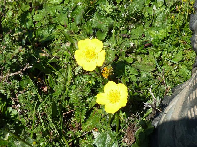 ベースキャンプからＣ１（＝アタックキャンプ）へ登る。<br /><br />標高４０００ｍの花畑です。<br /><br />http://blog.livedoor.jp/qz2010il/archives/1352960.html<br />