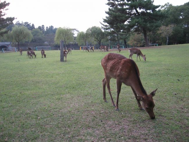 ここら辺は人間より鹿の方が多いな。<br /><br />鹿も夕食の時間なら私たちも夕食の時間です。