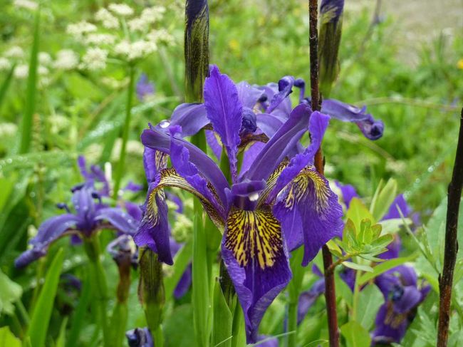 途中も花盛り。<br />