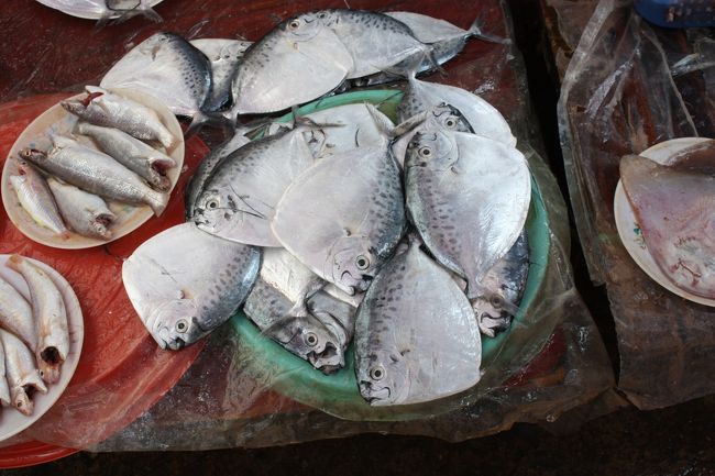 こんなペラッペラの魚見たこと無い。。。身が無い