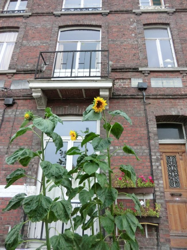 ひまわりが咲いて