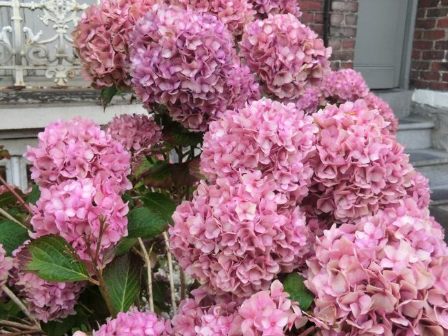 アジサイも咲きます・・・