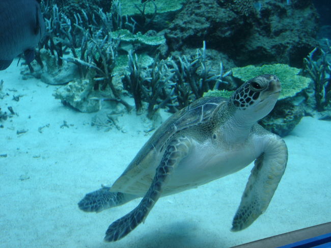 個人的にはウミガメを見れたのがうれしかった。