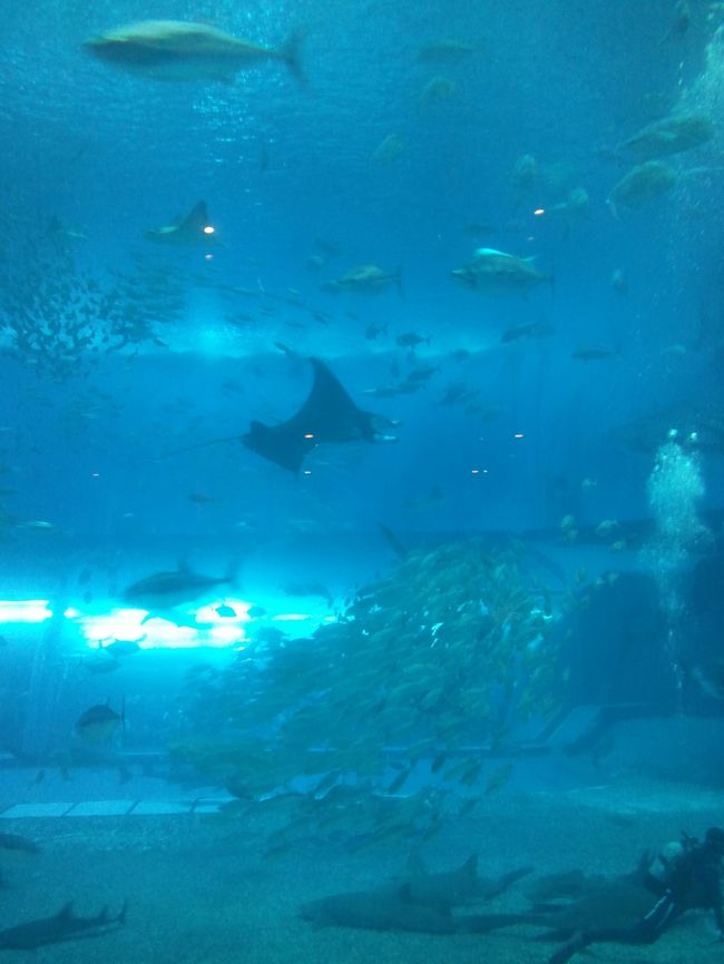 古宇利大橋から美ら海水族館へ。車でだいたい１時間弱でしょうか。<br />途中、ピザが美味しく景色がきれいと評判の『花人逢』に立ち寄りましたが、約１時間待ちとのことで見送りました。不便な場所なのに、そこだけすごい人がたくさんいました。美ら海水族館ではちょうどジンベイザメの餌付けタイムを見ることができました。館内の喫茶店は、大水槽のガラス越しに座れ、魚を見ながら軽食をとれます。