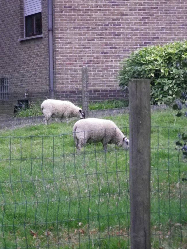 ここはコルトレイクからちょっと離れた郊外の町。<br /><br />大きめの町の高級住宅地だけをそっくりそのまま運んできたようなお屋敷町で、メインストリートはほとんどお医者さんの家。そして一歩中に入るとお庭付きの大豪邸が立ち並び、まるでアメリカのようでした。<br /><br />滞在中外国人らしき人は誰一人見かけず、私たちだけが外部の者といった感じでした。