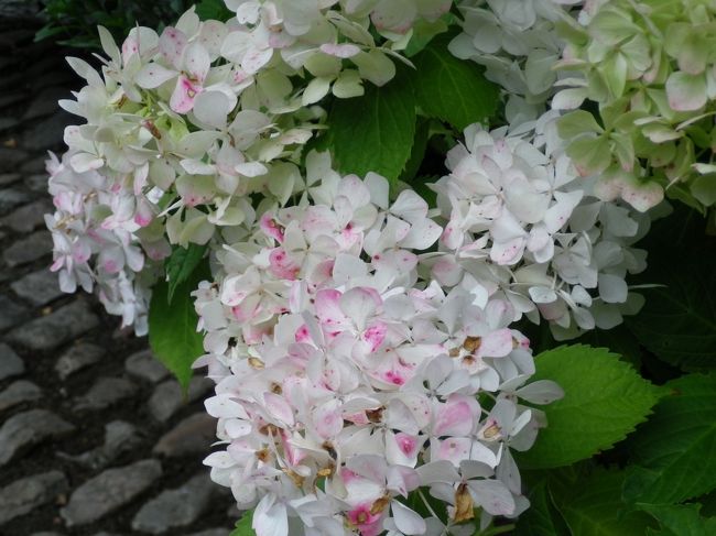 ピンクの入り混じった白い紫陽花