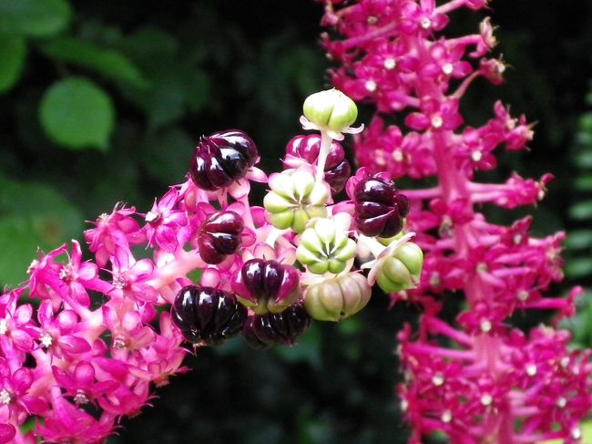 この可愛らしいお花はなんでしょう？！<br />美味しそうな色合いです^^*
