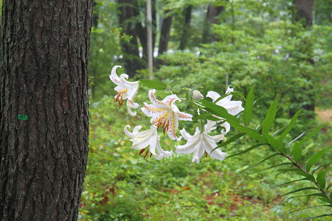 工場敷地内は緑の森に囲まれています。