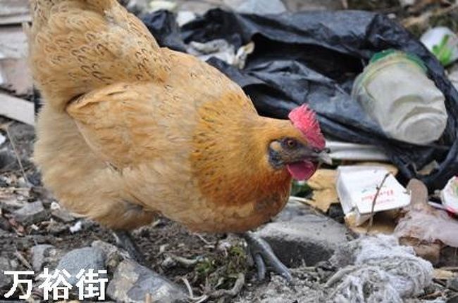 上海 消えゆく町並み1 南外灘布市場周辺 上海 中国 の旅行記 ブログ By 熱帯魚さん フォートラベル 上海 消えゆく町並み1 南外灘布市場周辺 上海 中国 の旅行記 ブログ By 熱帯魚さん フォートラベル